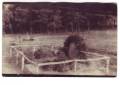 miejsca:1914:lodzkie:gluchow-prusy:archiwum:tn_j_schaffer_grab_2.jpg